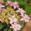 紫陽花の季節ですね☔