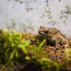 ムカシツチガエル