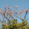 桜とメジロ−２