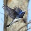 野鳥「オオルリ」を違法飼育