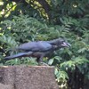 切り株の上のカラス