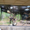まんぼぅくん、上野動物園　パンダのシャオシャオ　