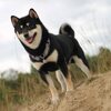 柴犬（しばけん）におすすめのドックフードや、選び方をご紹介！