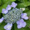 季節のお花♪　紫陽花です