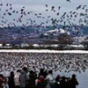 マガン続々　美唄市・宮島沼に飛来