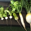 ２０２３年１月の野菜たち カイワレダイコン餅のレシピ付き