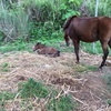 【今朝、仔馬が産まれたよ〜】〜男のコでした＆野次馬たち〜