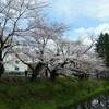 場所によっては結構いい感じに桜が咲いている