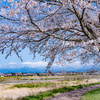 どこまでも桜道：神通川さくら堤