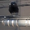 変身！ゆるっとカラスちゃん
