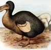 330年前の絶滅鳥類ドードーを発見？