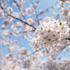 【海浜幕張】Panasonic さくら広場  April 2019