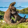 Keajaiban Alam Nusantara: Mengagumi Keindahan Pulau Komodo