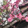春の鎌倉吟行句会。たい焼きなみへい〜OKASHI 0467〜由比ケ浜散歩