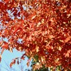 「佐久の季節便り」、「小楢（こなら）」の葉が、赤褐色に…。