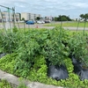 🥬はたけ通信🥬