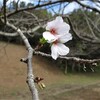 袖ケ浦公園「日本水仙」が咲きました