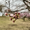 本日の桜☔️