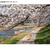 桜模様の手ぬぐい柄｜祝！開花。京都の桜、色々並べてみました。