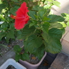  ハイビスカスの花