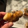 スーパーで買った生姜 （ショウガ）を芽出しさせて土に植えてみた