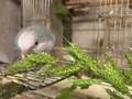 ほーちゃん、イヌビエを食す。