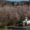 カブで花見山へ。