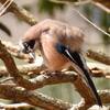 鳥が逃げなかった探鳥会〜ルリビタキ・カケス・タヒバリ