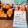 西湘・湯河原吉浜で初乗りとデザートみかんを食す