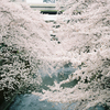 portra800とektar100で桜を撮ってみたらその描写力に惚れた【おすすめネガフィルム】