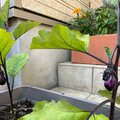 世界で一つだけの茄子