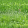 奈良県の田んぼのアマサギ、