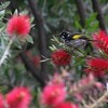 メジロキバネミツスイ(New Holland Honeyeater)