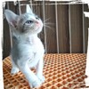 ダンス教室へ通う⁉️子猫のチビ太