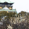 吹雪く冬の大阪城公園での梅林の撮影。しかしながら梅はまだ早かったそうだ。