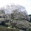 家族でお花見～桜とミツマタと