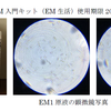 EM菌に含まれる微生物の解析ー実験の概要ー