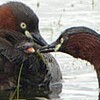 カイツブリ、ヒナ２羽いたよ（鳥取県）