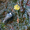 ＂カシラダカ＂＂カヤクグリ＂＂ルリビタキ＂＂アオジ＂ほか 　　2023・冬の野鳥散景（その２）　野鳥撮影《第458回》