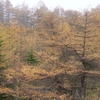 10月の黒斑山 | 黄金色のカラマツ