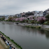 京都の桜2015 その5：鴨川の桜 (2015/4/4)