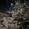 桜満開です。夜桜気持ちいいです。