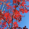 シマサルスベリの紅葉