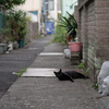 地元住宅街のねこさん