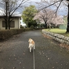 この週末は桜吹雪が拝めるかもしれない