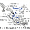 【雑想】ある種の「生物濃縮」が進むだけ？