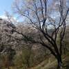 2019年4月11日(木)　[北摂]ありなしの道から能勢・妙見山へ。満開のサクラに満足っ！