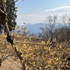 立春登山は蝋梅に会いに