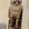 ねこパンチ10連発？😆もっとかも😆