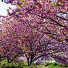 青空のもと　平田川桜の通り抜け